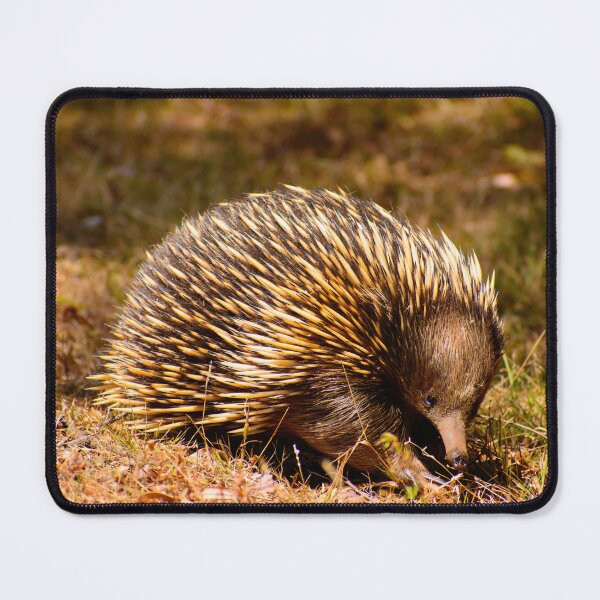 Item preview, Aussie Echidna designed and sold by jdrphotos.