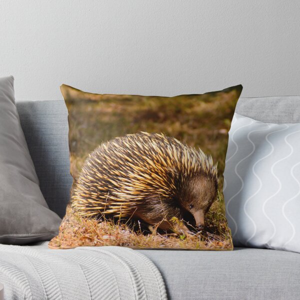 Item preview, Aussie Echidna designed and sold by jdrphotos.