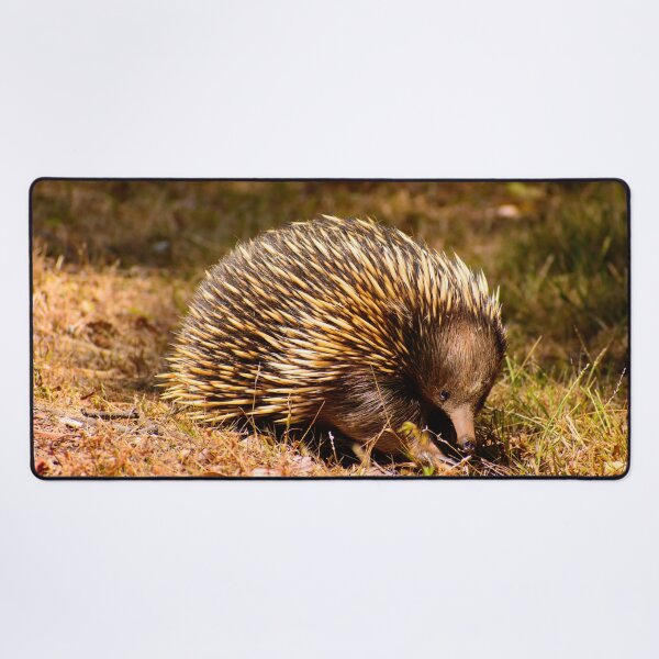 Item preview, Aussie Echidna designed and sold by jdrphotos.