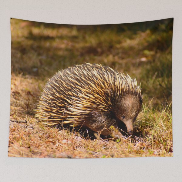 Item preview, Aussie Echidna designed and sold by jdrphotos.