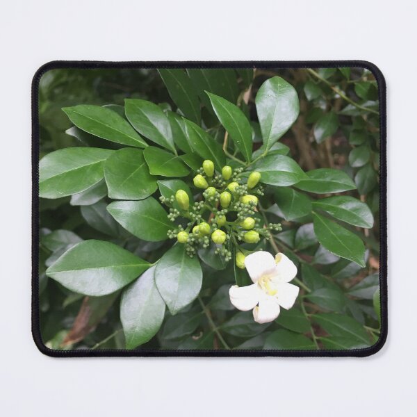 Item preview, Hawaiian Orange jasmine plant- Tropical Nature Photography Print designed and sold by Kalona808.