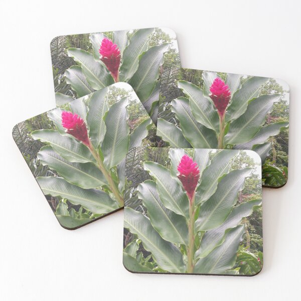 Item preview, Hawaiian Big tall red ginger plant - Tropical flowers in Hawaii designed and sold by Kalona808.