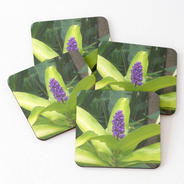Item preview, Hawaiian Bright purple plant with light green leaves - Tropical Flower photography Print designed and sold by Kalona808.
