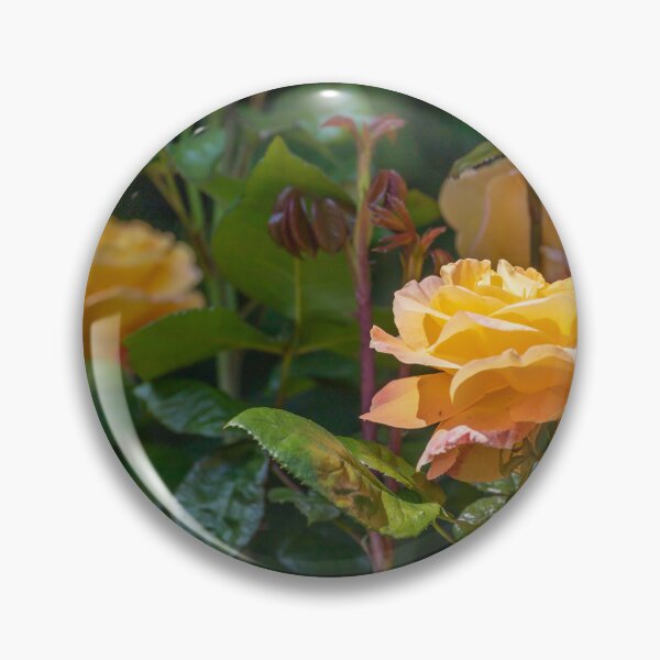 Item preview, UK. Scotland. Edinburgh. Prince's Gardens. Yellow Roses. designed and sold by vadim19.