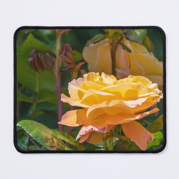 Item preview, UK. Scotland. Edinburgh. Prince's Gardens. Yellow Roses. designed and sold by vadim19.