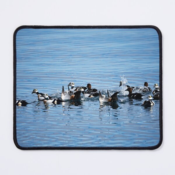 Item preview, Spotted Duck (Polysticta stelleri) designed and sold by Andreas Koerner.