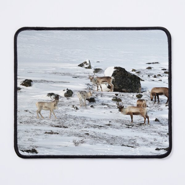 Item preview, Reindeer or Reindeer (Rangifer tarandus) designed and sold by Andreas Koerner.