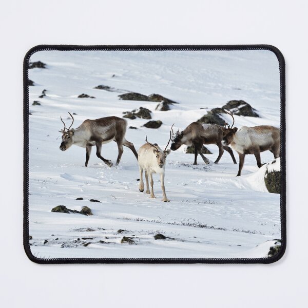 Item preview, Reindeer or Reindeer (Rangifer tarandus) designed and sold by Andreas Koerner.