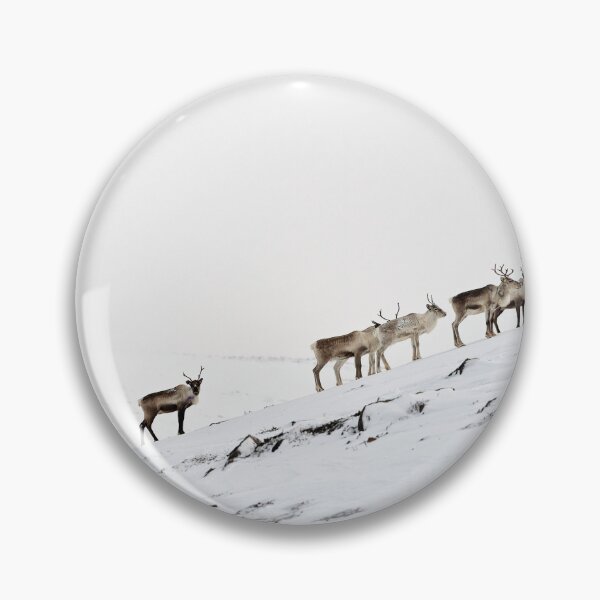 Item preview, Reindeer or Reindeer (Rangifer tarandus) designed and sold by Andreas Koerner.