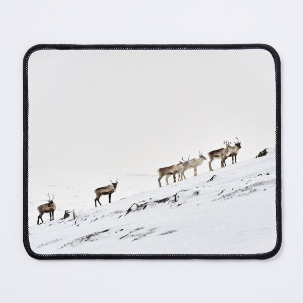 Item preview, Reindeer or Reindeer (Rangifer tarandus) designed and sold by Andreas Koerner.