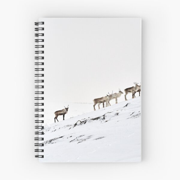 Item preview, Reindeer or Reindeer (Rangifer tarandus) designed and sold by Andreas Koerner.