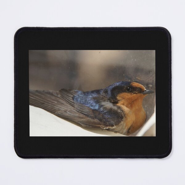 Item preview, Barn Swallow Close-Up at Magpie Springs designed and sold by MagpieSprings.