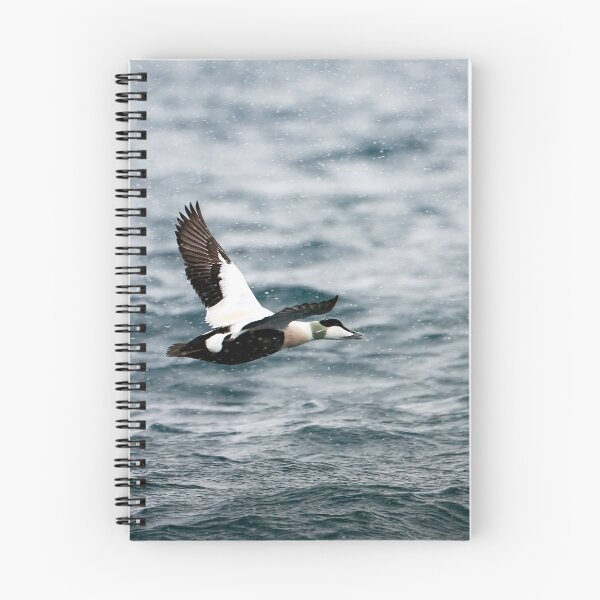 Item preview, Eider duck (Somateria mollissima)  designed and sold by Andreas Koerner.