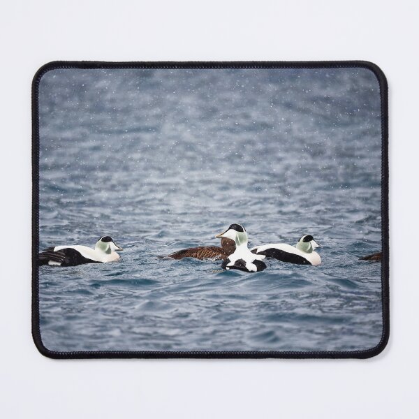 Item preview, Eider duck (Somateria mollissima)  designed and sold by Andreas Koerner.