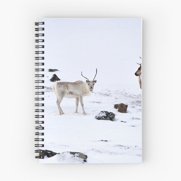 Item preview, Reindeer or Reindeer (Rangifer tarandus) designed and sold by Andreas Koerner.