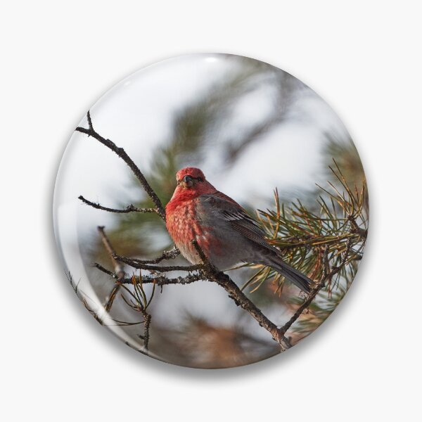 Item preview, ♂ Hooked Bullfinch (Pinicola enucleator) designed and sold by Andreas Koerner.