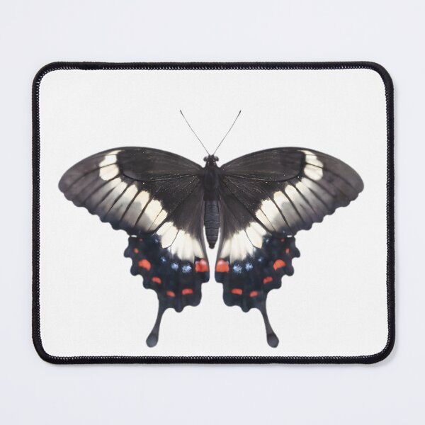 Item preview, Orchard Swallowtail (Papilio aegeus) designed and sold by HOMETOWN86.
