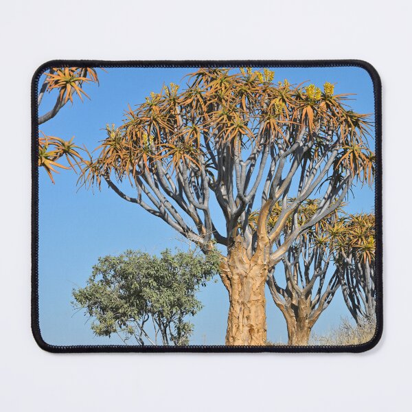 Item preview, Quiver Tree Forest in Namibia. Original photography designed and sold by studio838.
