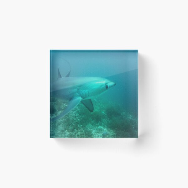 Item preview, Shark Side Eye designed and sold by Marine Motif.