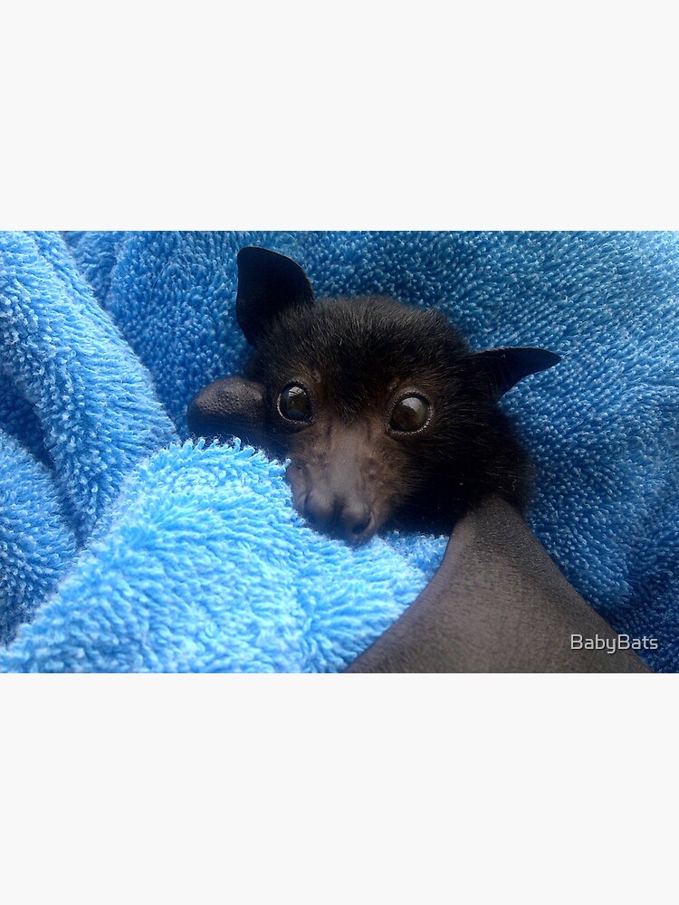 Baby Bat Cruz In Blue. by BabyBats