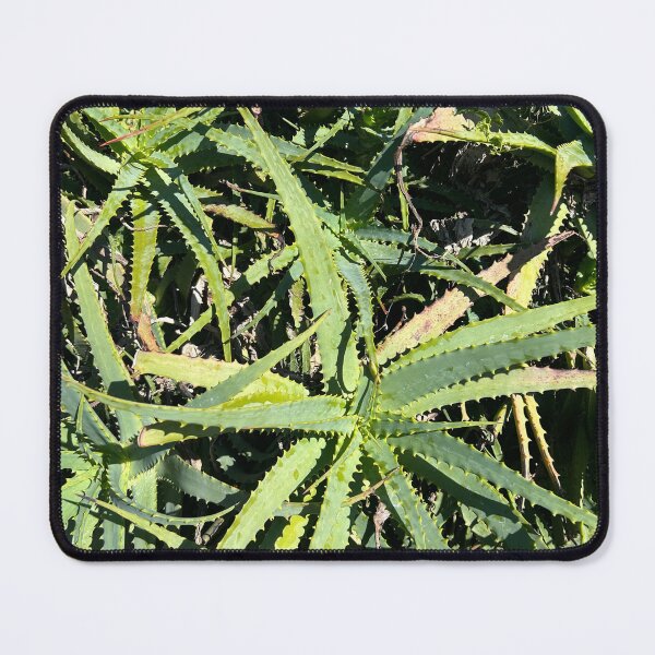 Item preview, Aloe designed and sold by Lauracolleen3.