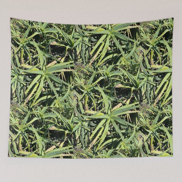 Item preview, Aloe designed and sold by Lauracolleen3.