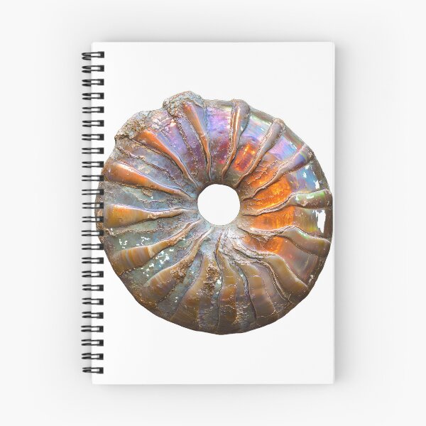 Item preview, Iridescent Ammonite Fossil Ammolite Rainbow Shell designed and sold by ys96.