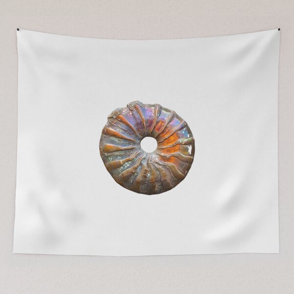 Item preview, Iridescent Ammonite Fossil Ammolite Rainbow Shell designed and sold by ys96.
