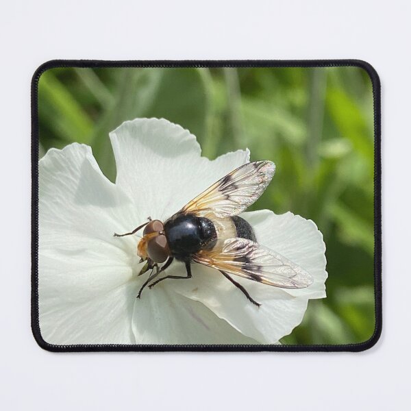Item preview, Great Pied Hoverfly on herb plant designed and sold by DesignVixen.