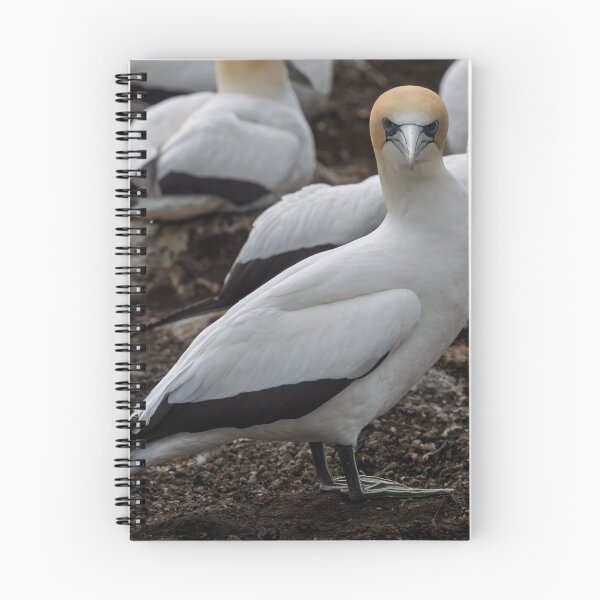 Item preview, Gannet Ground Crew, Cape Kidnappers designed and sold by Jan Fijolek.