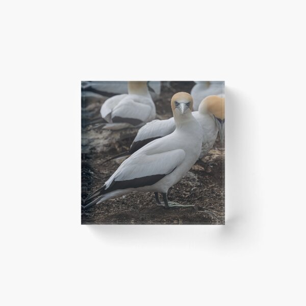 Item preview, Gannet Ground Crew, Cape Kidnappers designed and sold by Jan Fijolek.