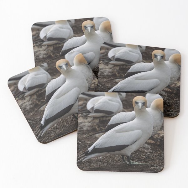 Item preview, Gannet Ground Crew, Cape Kidnappers designed and sold by Jan Fijolek.