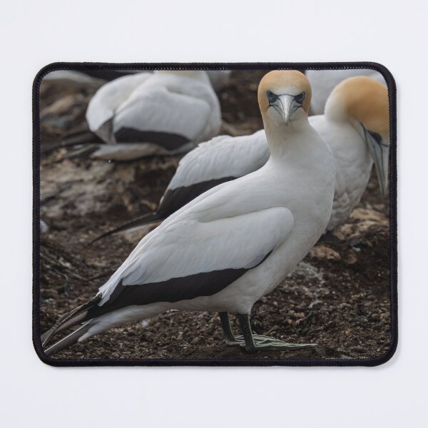 Item preview, Gannet Ground Crew, Cape Kidnappers designed and sold by Jan Fijolek.