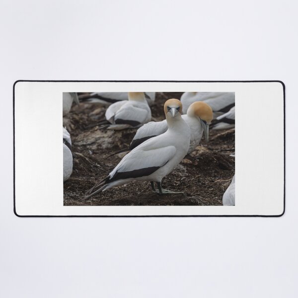 Item preview, Gannet Ground Crew, Cape Kidnappers designed and sold by Jan Fijolek.
