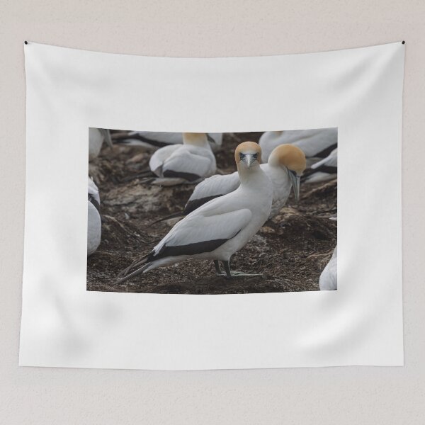 Item preview, Gannet Ground Crew, Cape Kidnappers designed and sold by Jan Fijolek.