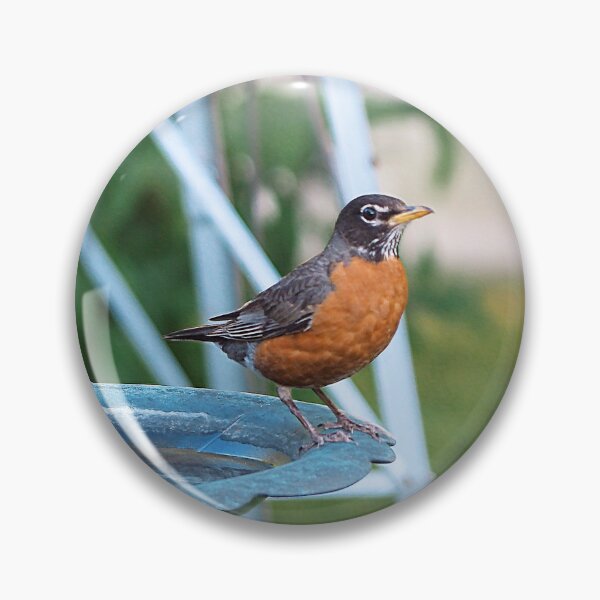 Aperçu de l'œuvre Merle d'Amérique sur mon bain d'oiseaux créée et vendue par BackyardBirder.