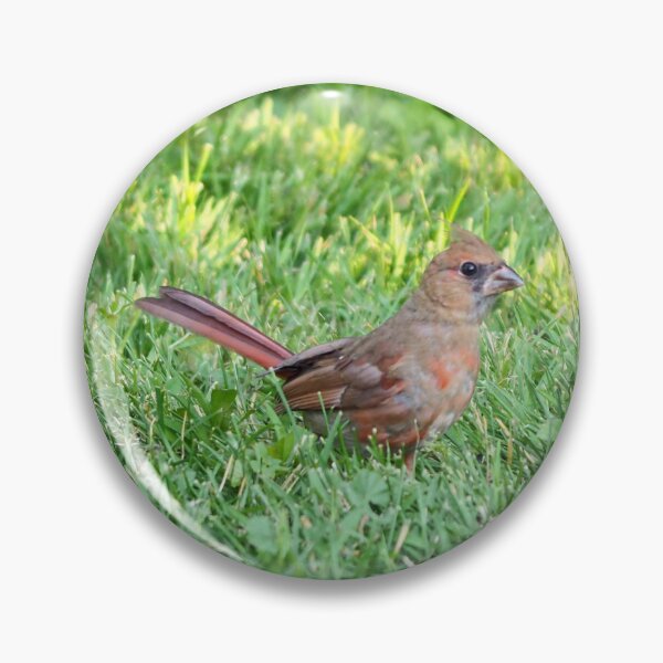 Item preview, Cardinal In The Grass designed and sold by BackyardBirder.