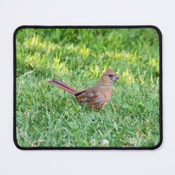 Item preview, Cardinal In The Grass designed and sold by BackyardBirder.