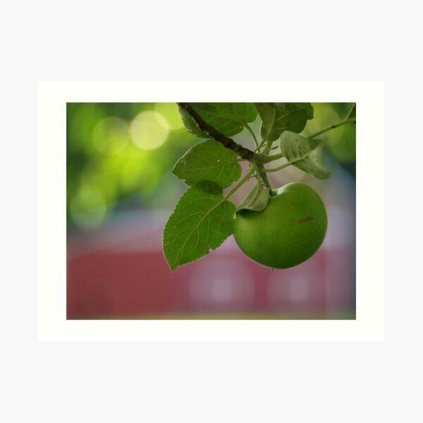 Green Apple Art Print