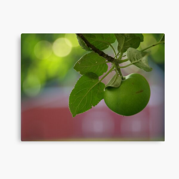 Green Apple Canvas Print