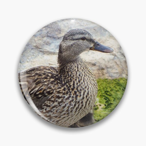 Item preview, Female Duck Standing On Rocks designed and sold by BackyardBirder.