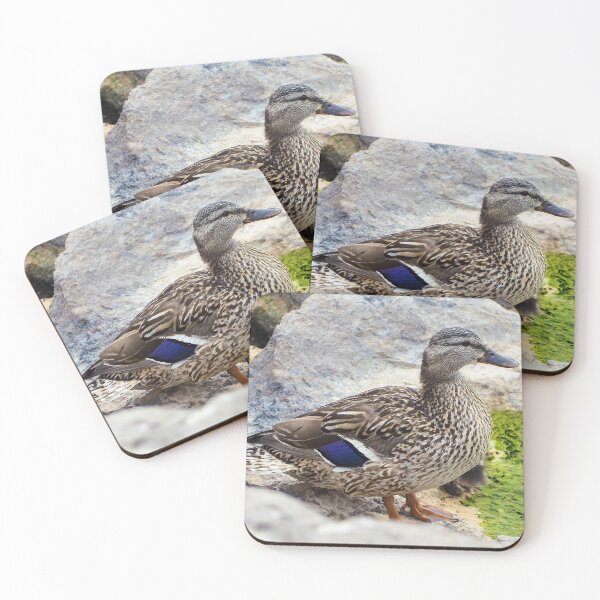 Item preview, Female Duck Standing On Rocks designed and sold by BackyardBirder.