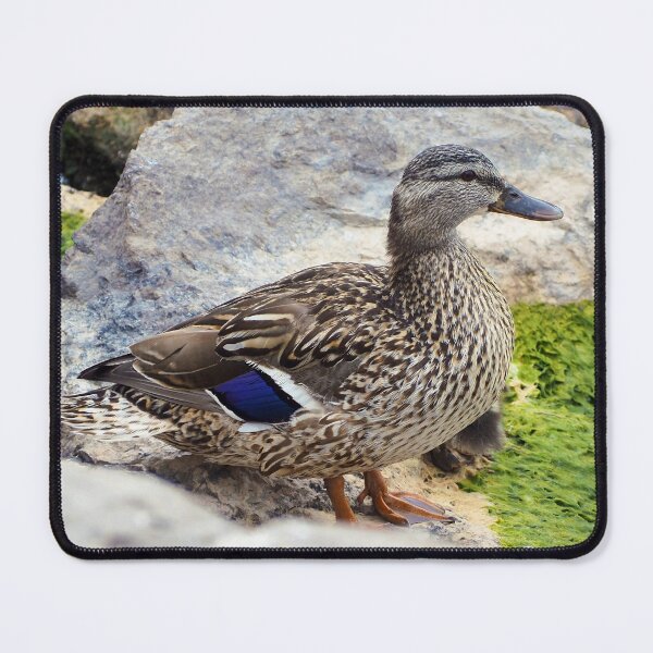 Item preview, Female Duck Standing On Rocks designed and sold by BackyardBirder.