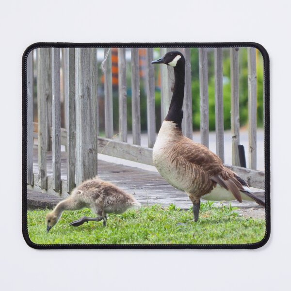 Item preview, Gosling Out For a Walk With Papa designed and sold by BackyardBirder.