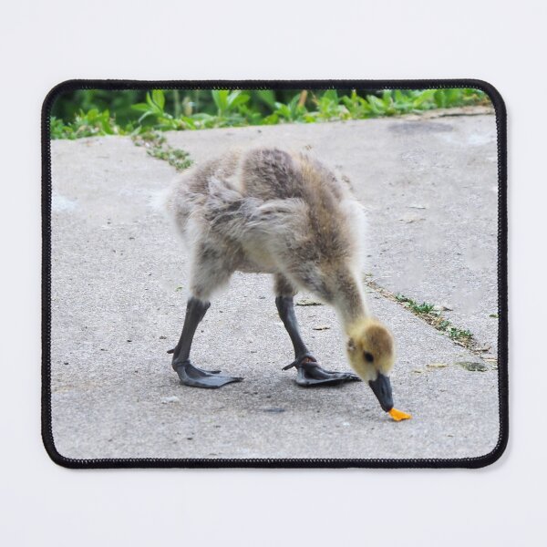 Item preview, Gosling Found a Leaf designed and sold by BackyardBirder.
