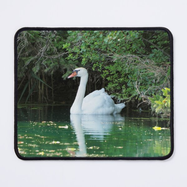 Item preview, Mute Swan Resting In a Pond designed and sold by BackyardBirder.
