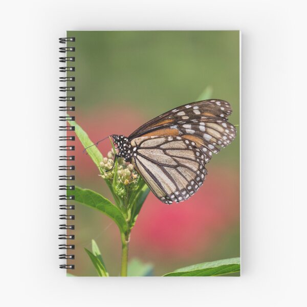 Item preview, Monarch 2018-5 designed and sold by Thomasyoung.