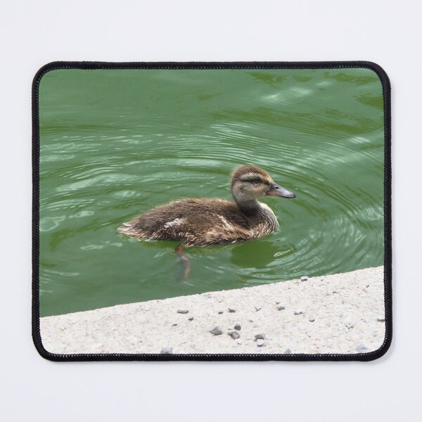 Item preview, A Young Duckling Swimming designed and sold by BackyardBirder.
