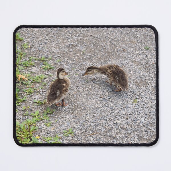 Item preview, Two Young Ducklings Out For a Walk designed and sold by BackyardBirder.