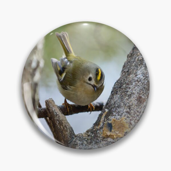 Item preview, Who is there. Goldcrest designed and sold by Jouko Lehto Photography.